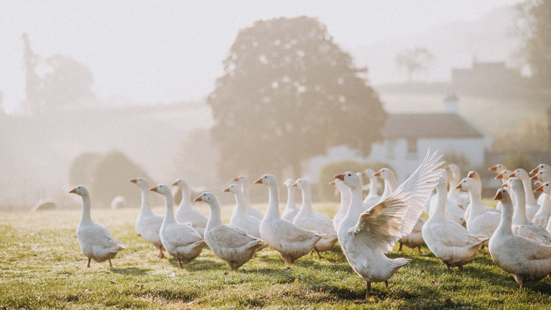 A flock of properly free range geese in a field.