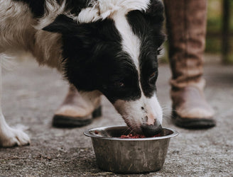 A dog eating raw beef dog food from a metal bowl.