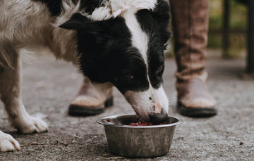 A dog eating raw lamb dog food from a metal bowl.