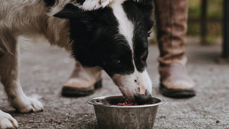 A dog eating raw lamb dog food from a metal bowl.