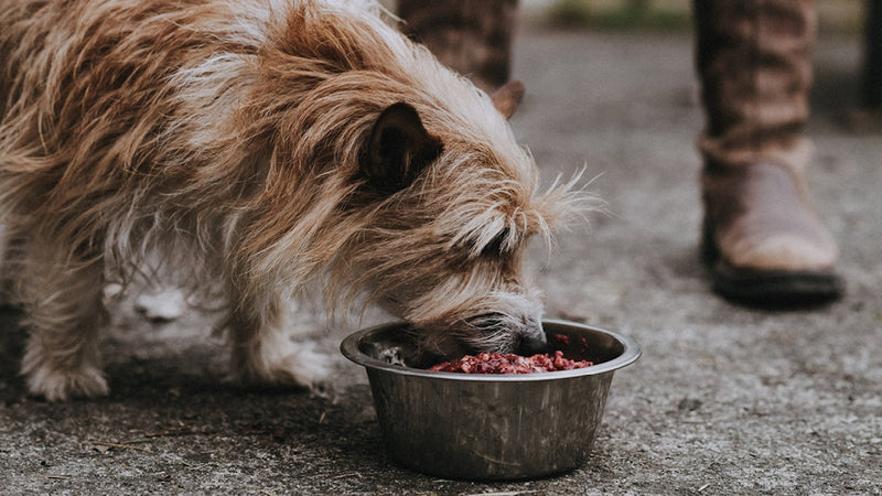 A dog eating raw beef dog food from a metal bowl.