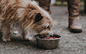 A dog eating raw lamb dog food from a metal bowl.