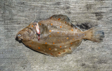 British Plaice Fillets