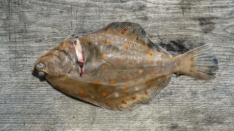 British Plaice Fillets