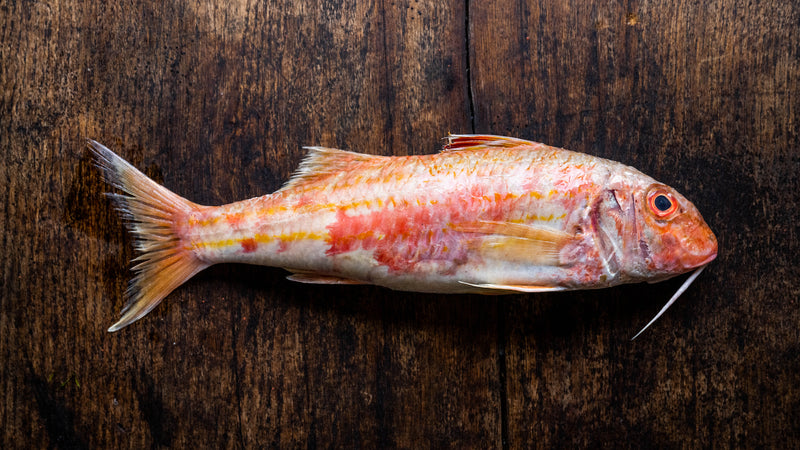 British Red Mullet Fillets