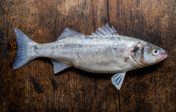 A whole British wild sea bass fish.