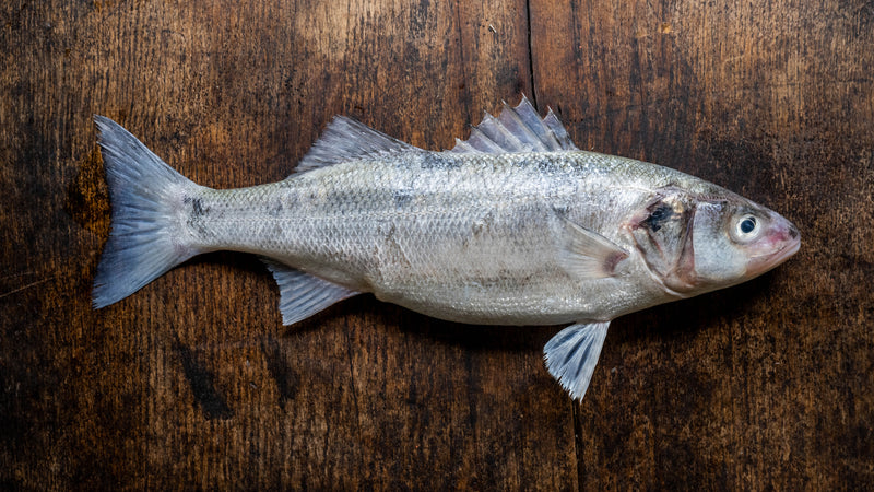 A whole British wild sea bass fish.