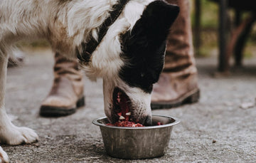 A dog eating Raw Venison Dog Food from a metal bowl.