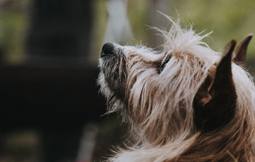 A small dog looking upwards.